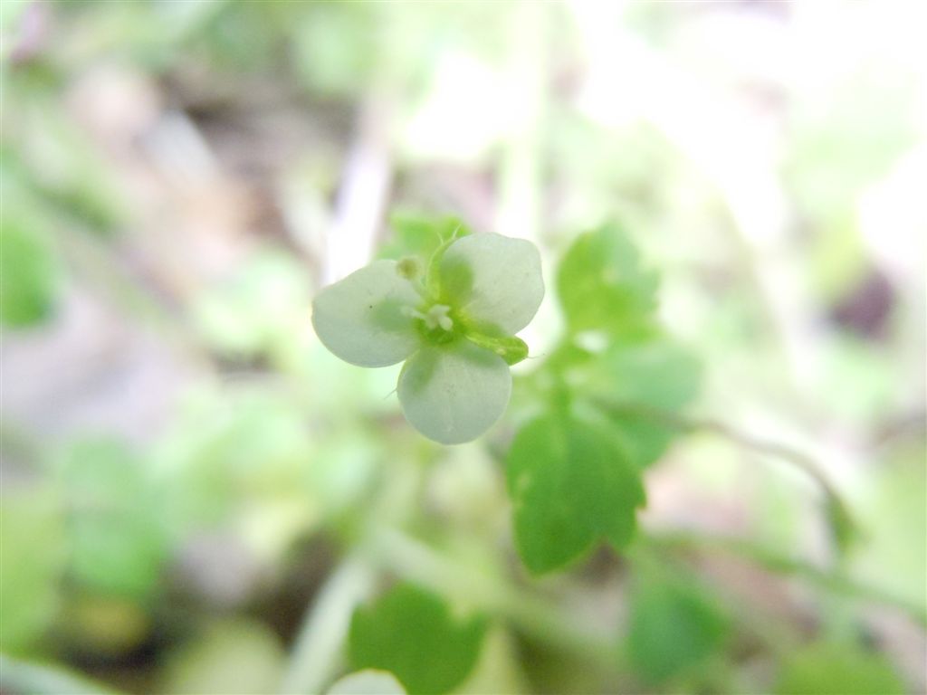 Veronica cymbalaria / Veronica a foglie di Cimbalaria